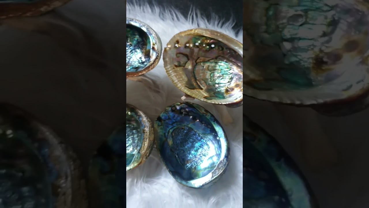 Abalone Shell with stand! Bigger size & so many different natural shades 😘