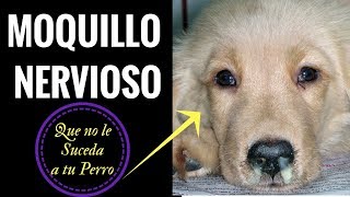 Perros nervioso la daño pata delantera de en Reparación de los