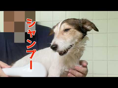 シャンプーは好きかも？と思い出したジャックラッセルテリアｗ