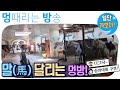 [멍방] 일단가보자. 말. 승마대회. 구경. 여행. 멍 때리는 방송
