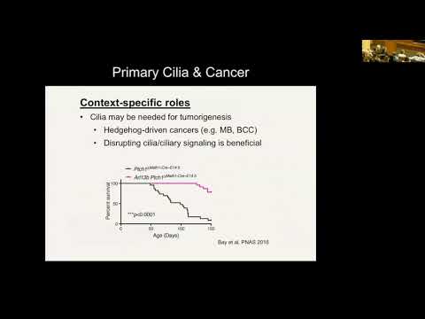 Video: Ciliogenesis Og DNA-skaderesponsen: Et Stressende Forhold