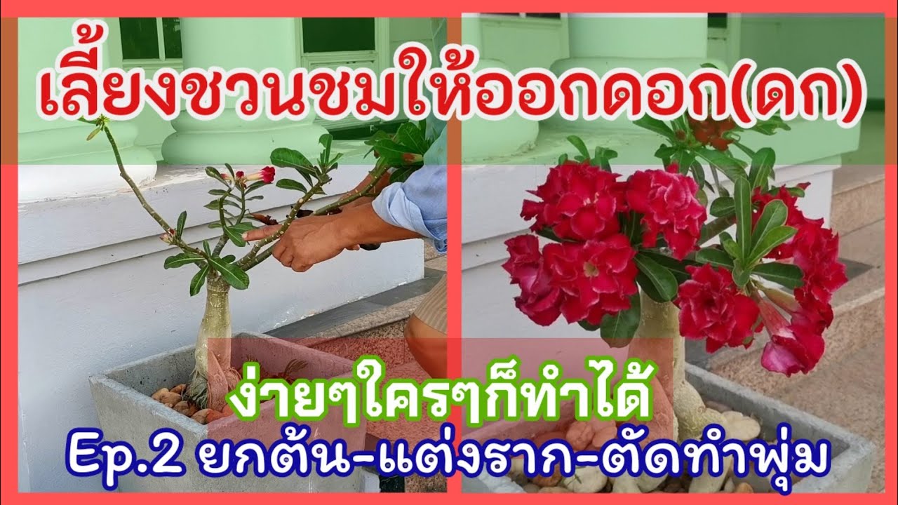 เลี้ยง​ ชวนชม​ ให้ออกดอกดก​Ep2​ยกต้น​ ตัดราก​ ตัดทำพุ่ม​จบในคลิปเดียว​How​ to​ get Adenium​ blossom.