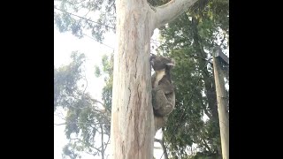 What Does The Koala Say!?