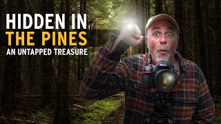 The Unexpected Beauty Hidden Inside a Man-Made Pine Forest