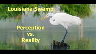 Louisiana Swamp Perception vs Reality  Preview (Nature's Best)