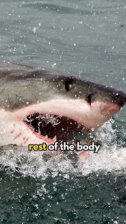 Why are orcas killing sharks ONLY for their livers? #shorts - YouTube