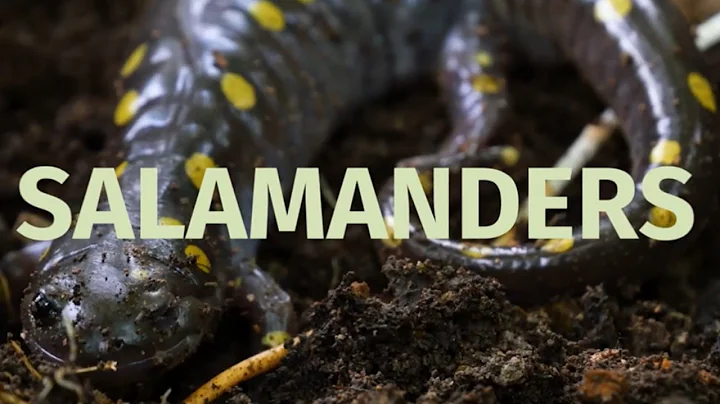 National Wildlife Week 2022: Salamanders