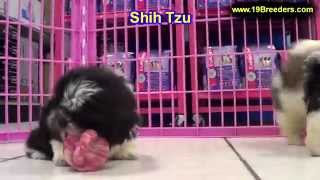 Shih Tzu, Puppies, Dogs, For Sale, In Aurora, County, Illinois, IL, 19Breeders, Joliet, Springfield