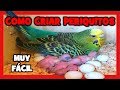 COMO CRIAR PERIQUITOS 🐤 TRUCOS que NO CONOCES[FUNCIONA]✅ CRIA de PERIQUITOS PASO A PASO