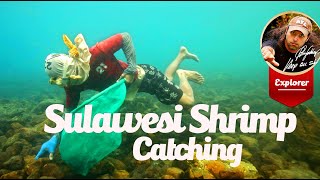 Sulawesi Wild Shrimp Habitat and Collection.