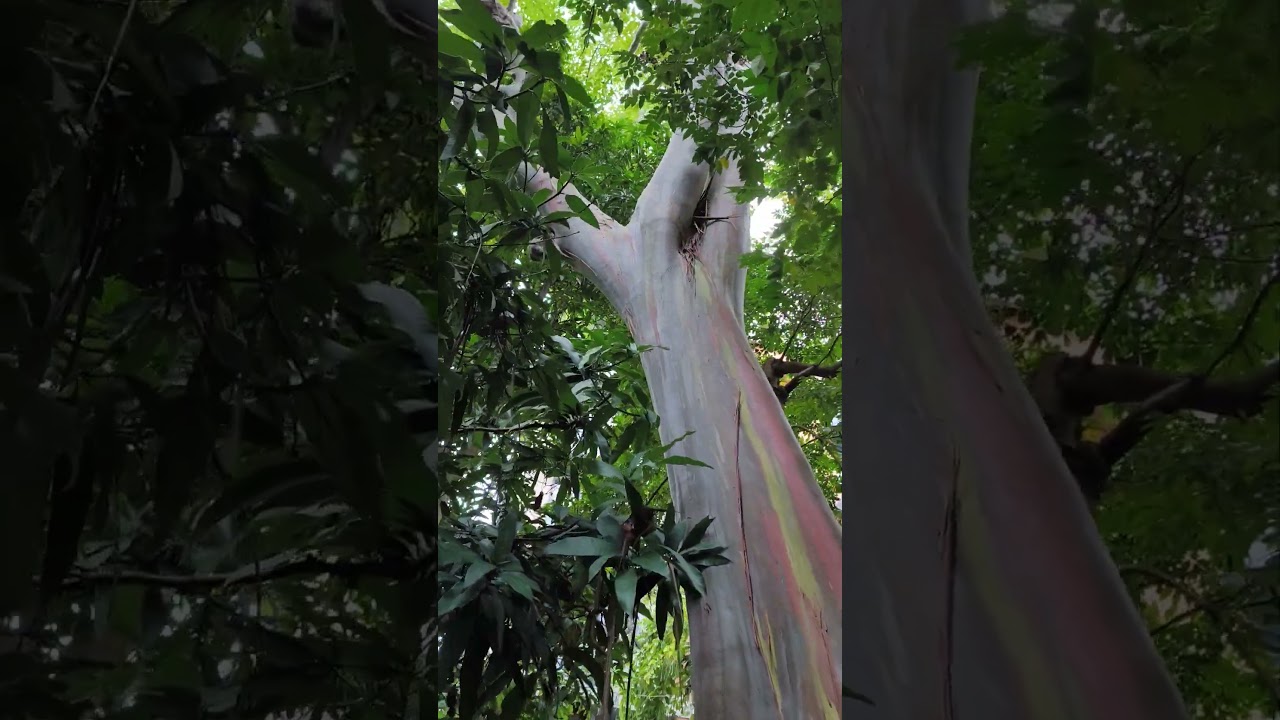 你看過彩虹桉嗎？ 樹皮真的是彩色的
