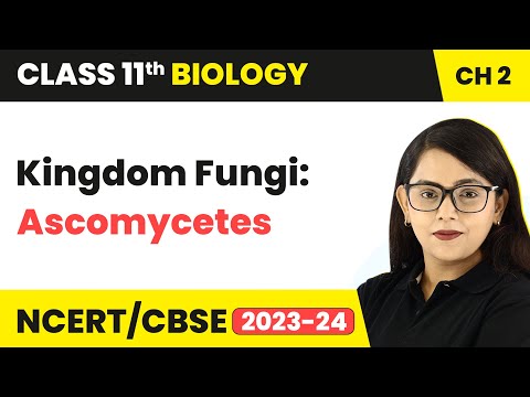 Kingdom Fungi: Class - Ascomycetes -The Sac Fungi - Biological Classification |Class 11 Biology/NEET