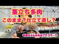 【多肉植物】茎立ちした多肉をどうする？そのまま❓仕立て直し❓2026年1月25日