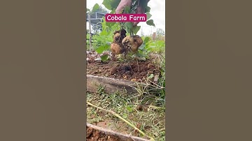 Thu hoạch củ sắn, củ đậu | Cobala Farm #cobalafarm #garden #làmvườn #gardening #cachtrongrau