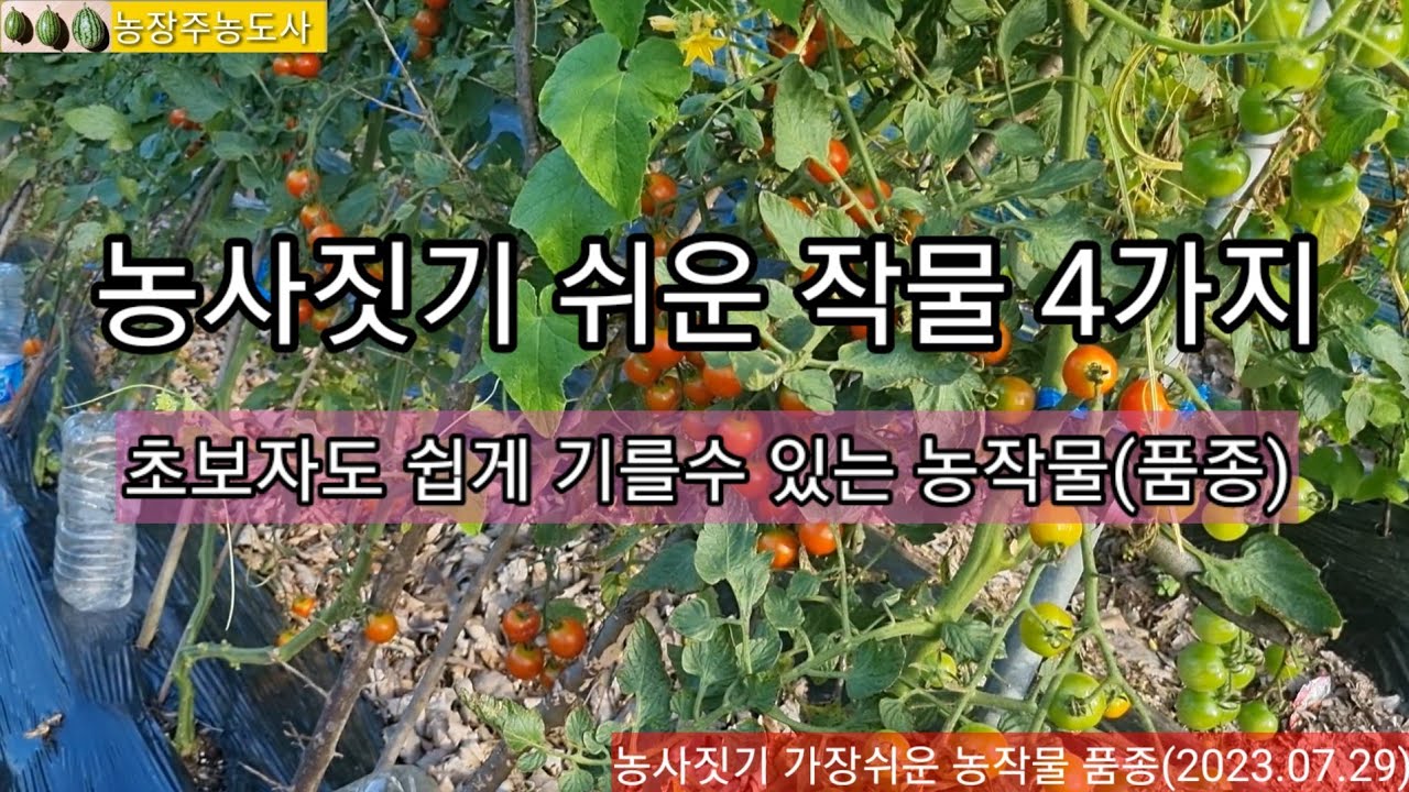 농사짓기 가장쉬운 작물 4가지 품종, 텃밭농사에 심기 좋아요 - YouTube