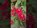#Poothuninna kadambile...#Dianthus flower /MyChoice#flowers #90severgreen #love #status #malayalam