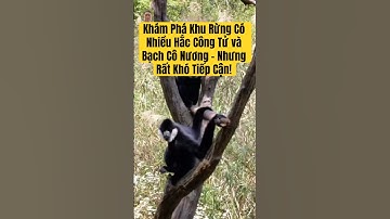Khám Phá Khu Rừng Có Nhiều Hắc Công Tử và Bạch Cô Nương – Nhưng Rất Khó Tiếp Cận! #hắccôngtử