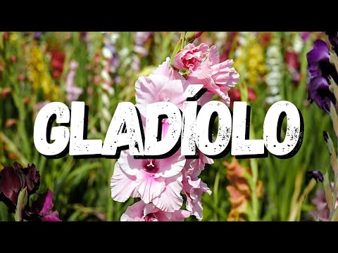 Vídeo: Tipos E Variedades De Gladíolo (57 Fotos): Descrição De Flores Brancas E Vermelhas, Rosa E Amarelas, Cor De Vinho. 