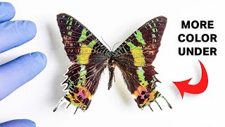 This Moth Is More Colorful Underneath