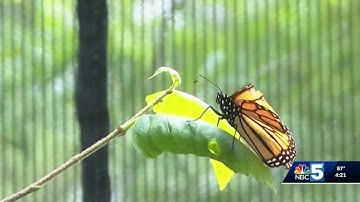 Butterfly tracking project returns to Vermont after 20 years to help protect pollinators