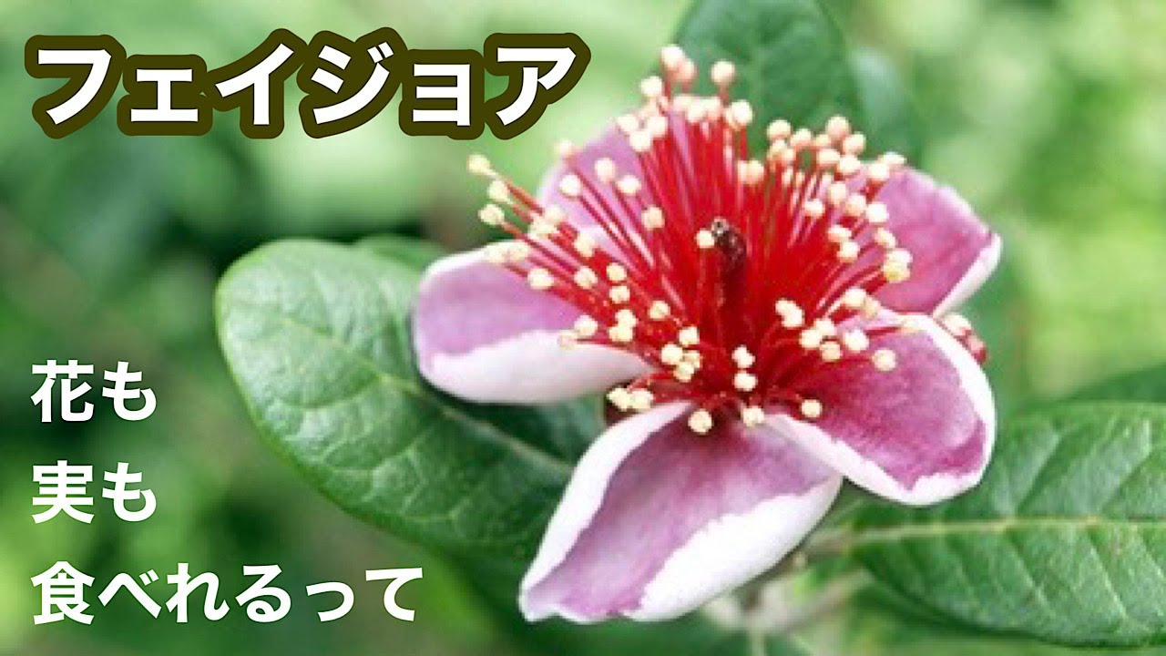 道の駅で買った【フェイジョア】の種を播いたら・・・　＃再生栽培　＃家庭菜園　＃果樹