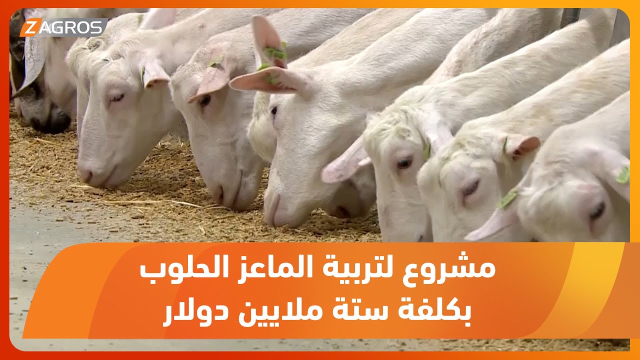 محافظة حلبجة ..  مشروع لتربية الماعز الحلوب بكلفة ستة ملايين دولار