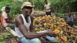 Cocoa:  a sweet value chain