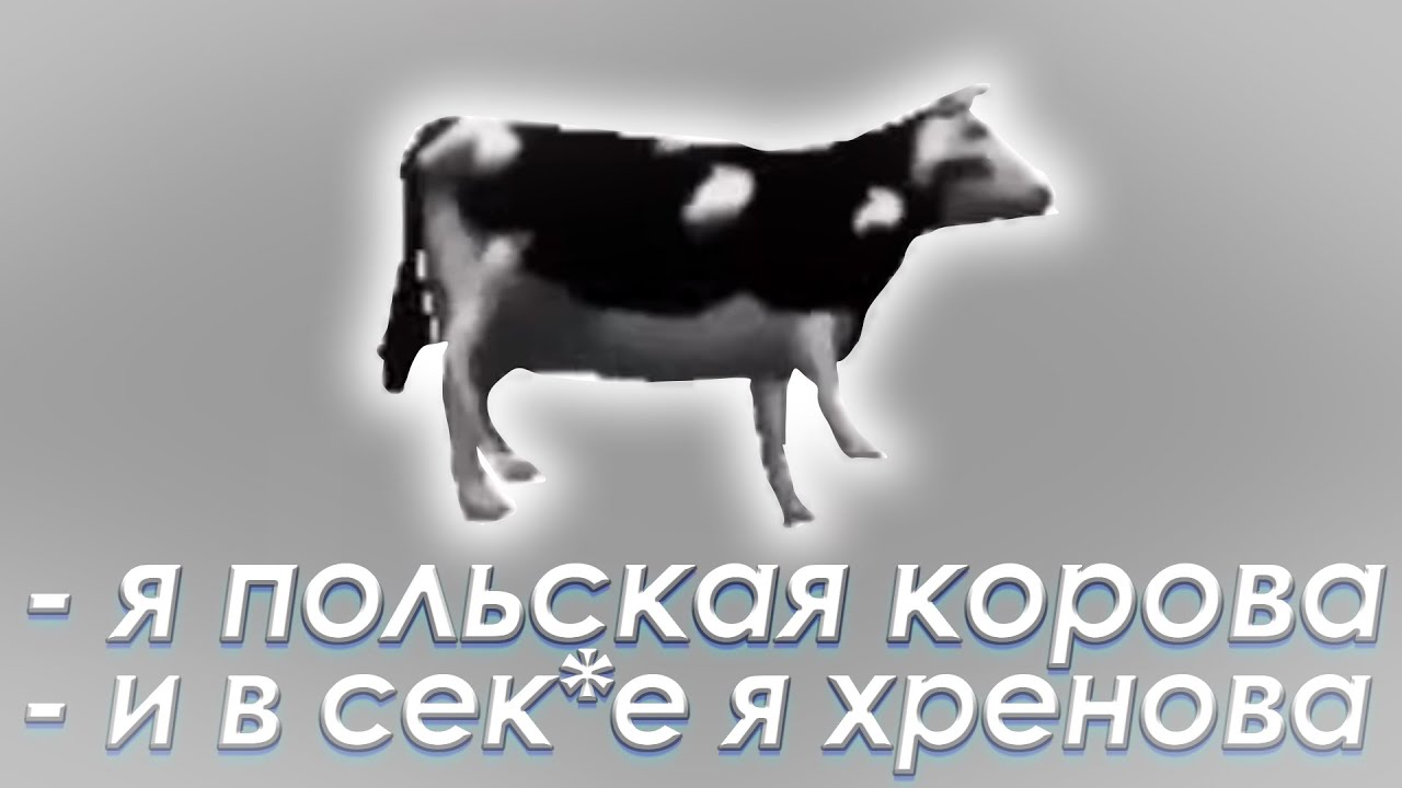 Польская корова песня текст. Польская корова. Польская корова песня. Польская корова перевод.