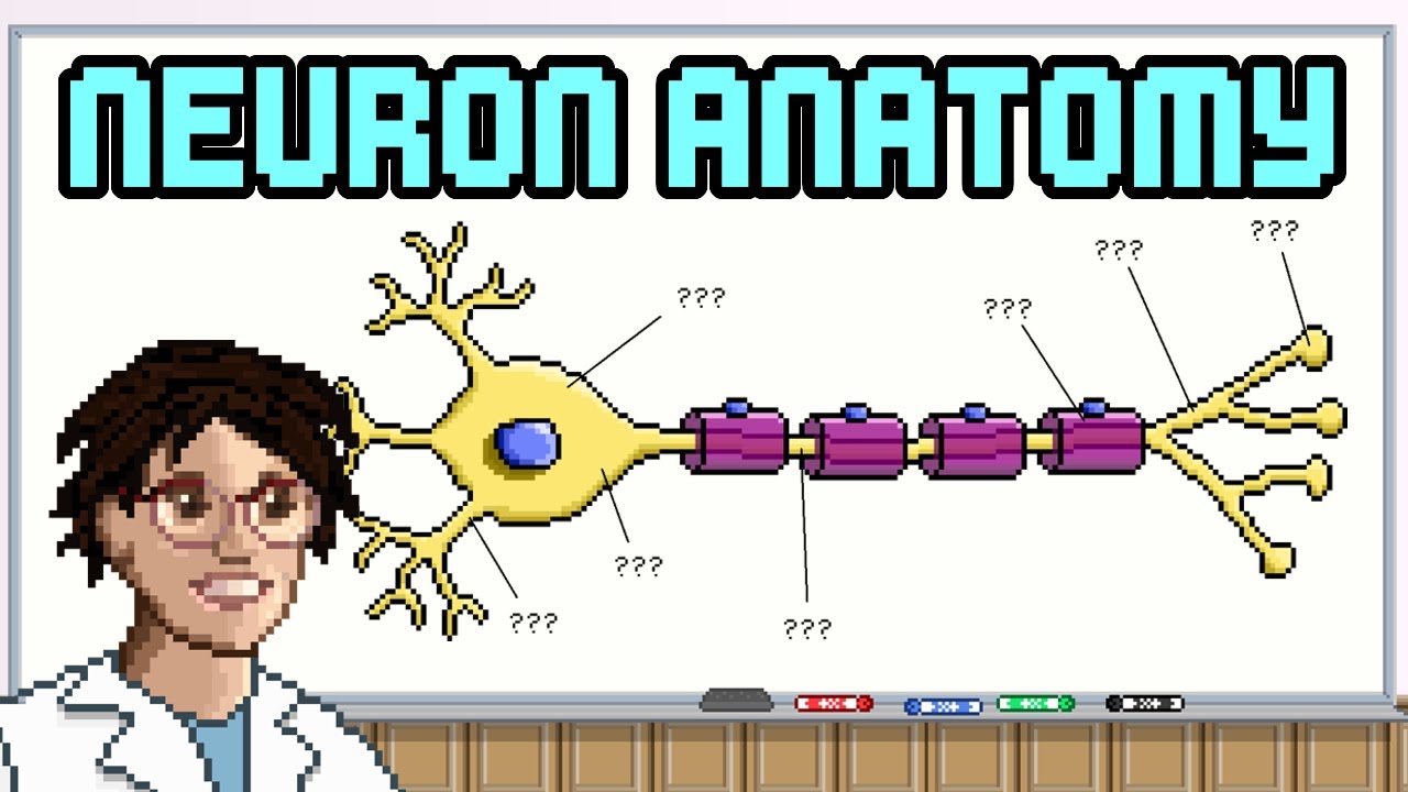 Anatomy of a Neuron - YouTube