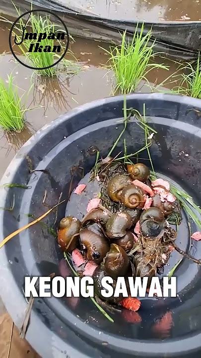 Pilih umpan alami ikan gabus yang paling jitu di spot favoritmu! #shorts