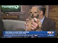 Record Numbers of Puppies Need Homes
