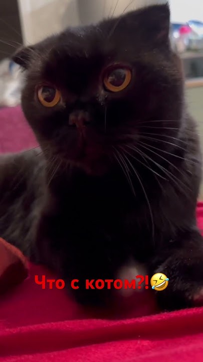 Котики и кошки!! Милый..что с котом?! Кот попробовал Виски😂😂 - YouTube