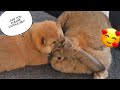 Puppy Shows Rabbit his LOVE [CUTEST REACTION EVER!]