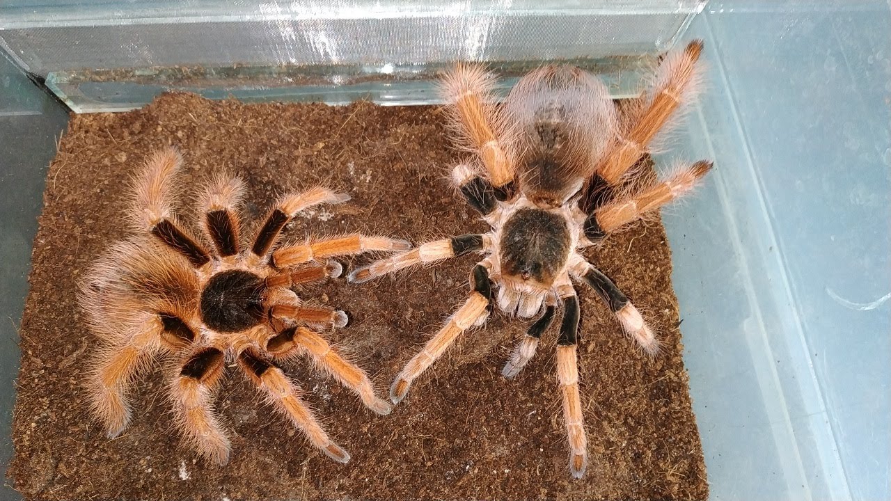 Парим паука Megaphobema robustum