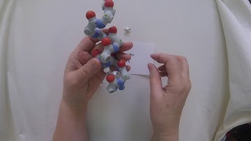 Adding Hydrogen Bonds to Alpha Helix Backbone