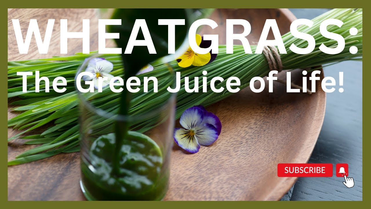 Wheatgrass The Green Juice of Life! YouTube
