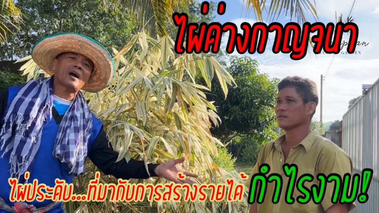 ไผ่ด่างกาญจนา…ไผ่ประดับ ที่มากับการสร้างรายได้กำไรงาม( ถ้ามีคนซื้อ)