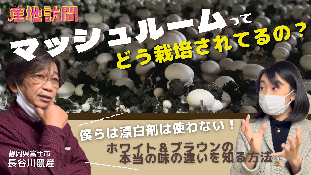 【産地訪問】マッシュルームってどう栽培されているの？長谷川農産（静岡県）
