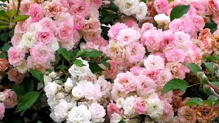 CONCORED COMMUNITY PARK/BEAUTIFUL GARDEN/SOFT PETAL PINK AND WHITE ROSES screenshot 4