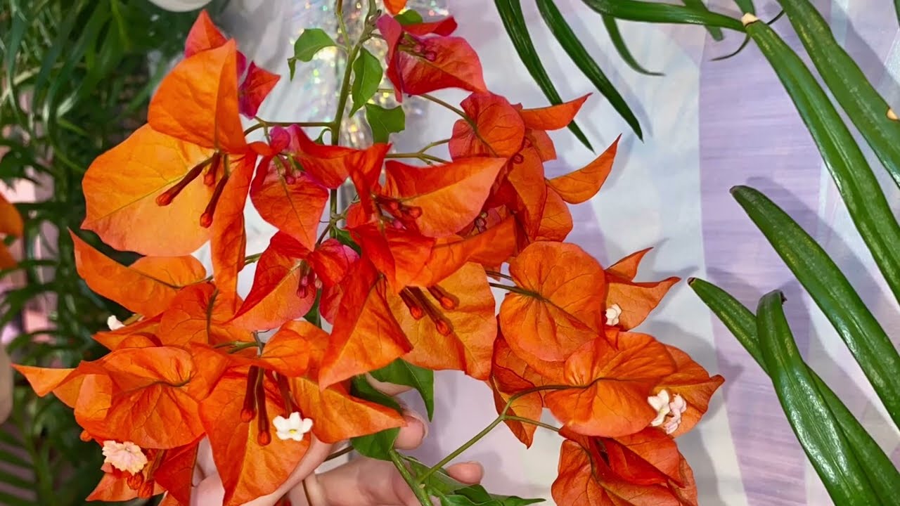 Бугенвиллия Tomato Red/Bougainvillea