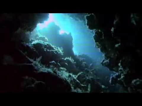 Coral Reefs - Rainforests of the sea