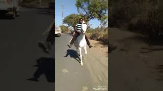 Horse raning jitubha ni Hiral ghodi vadasma