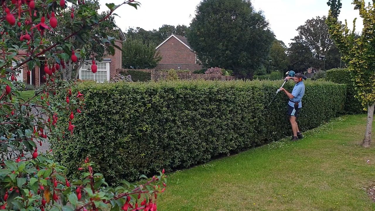Pyracantha Long Hedge Trimming