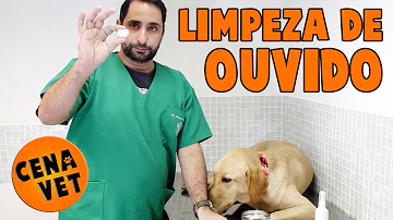 Como tirar o excesso de cera do ouvido do cachorro?