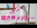 文鳥 鳴き声メドレー① Java sprrow