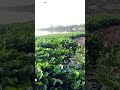 #Nature #Short #Song #₹ #Yamuna