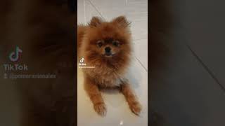 Alex Pomeranian Funny #pomeranian #dog #funnydogs #cute