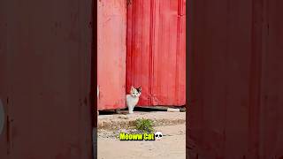 Aura Cat💀 #aura #skulledit #compilation #cat #animals #shorts #fighting