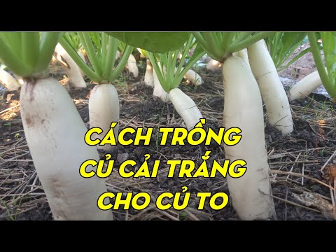 Video: Bí quyết làm vườn: trồng củ cải