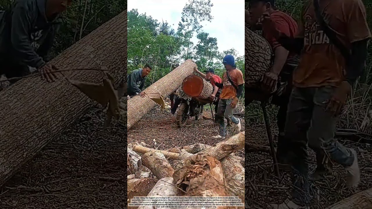 Transporting wood by motorbike: great skills of the drivers 